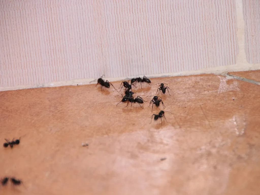 Ants infesting a Melbourne property