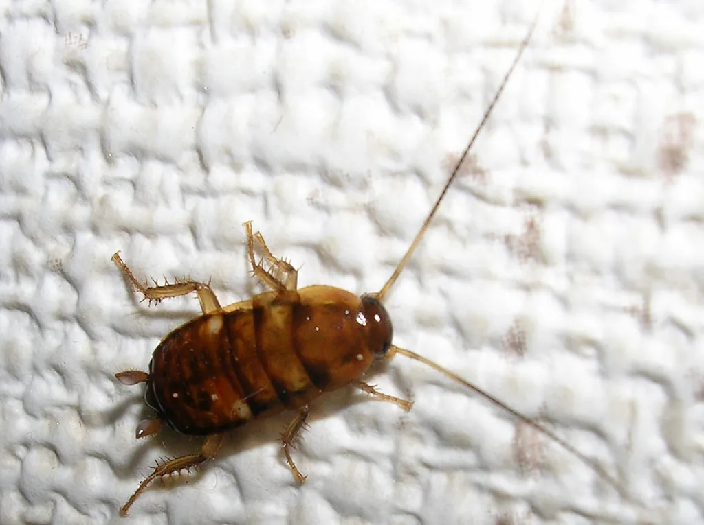 Cockroach found during pest inspection in Melbourne