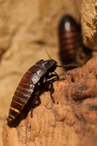 Cockroach infestation requiring professional treatment