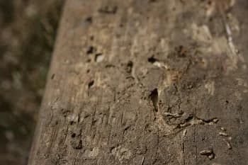 Termite mud trail damage on timber framing