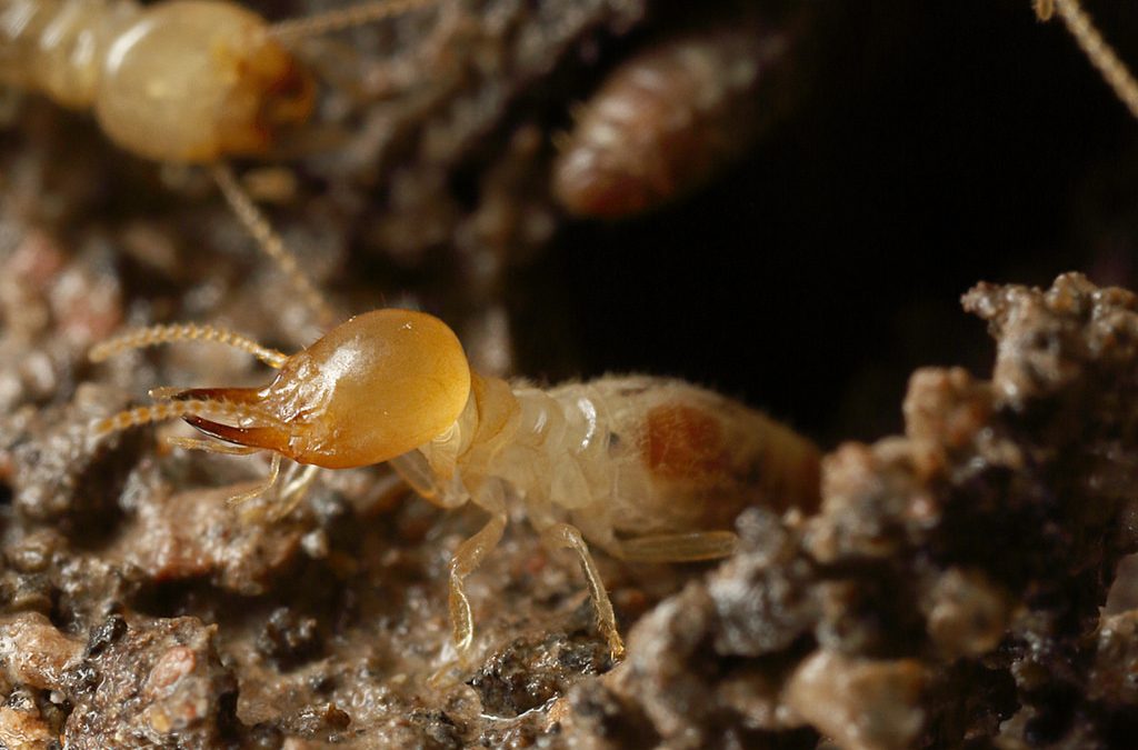 How To Stop A Termite Infestation In Your Home