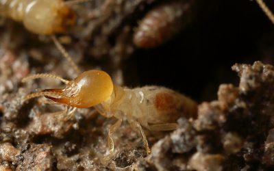 Why You Shouldn’t DIY The Termite Treatment Process – What to Know