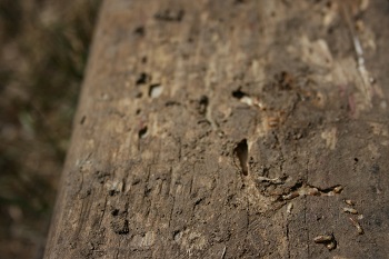 Termite_Trail