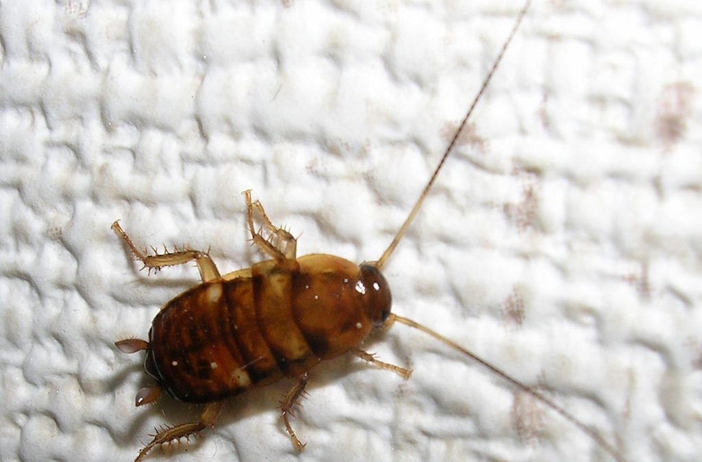Cockroach Infestation: When You Should Call the Exterminator