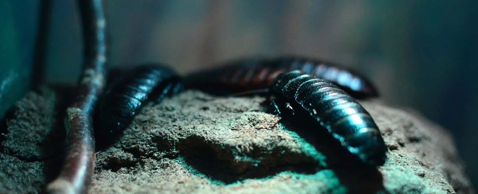 Close-up macro photograph of a pest insect